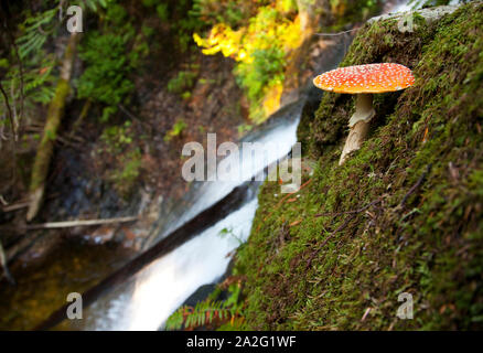 Amanita muscaria fungo di una cascata nella foresta di Mt. Elphinstone, Roberts Creek, BC, Canada. Foto Stock