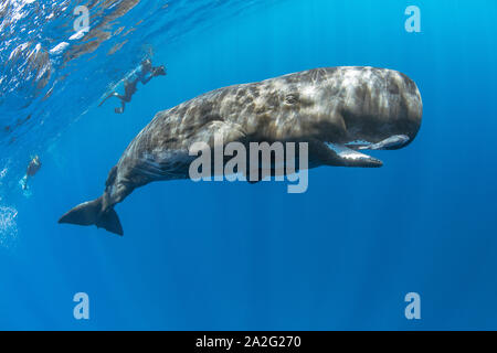 Libero nuoto subacqueo con un capodoglio, Physeter macrocephalus, il capodoglio è il più grande delle balene dentate capodogli sono noti per immergersi come Foto Stock