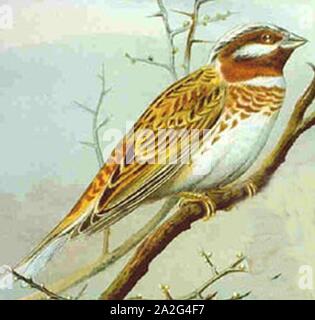 Emberiza leucocephalos Naumann. Foto Stock