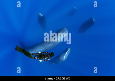 Capodoglio, Physeter macrocephalus, pod, dormire, socializzare, sospeso verticalmente a metà acqua, Dominica, Mar dei Caraibi e Oceano Atlantico, foto tak Foto Stock