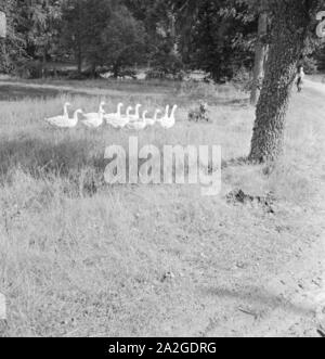 Besichtigung der Fehnkolonie von Worpswede, Deutsches Reich 1930er Jahre. Sondaggio della torba distretto di Worpswede, Germania 1930s. Foto Stock