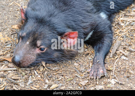 Il Diavolo della Tasmania è il più grande del mondo superstite marsupiale carnivoro - Healesville, Victoria, Australia Foto Stock