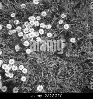 Blumen auf einer Wiese, Deutschland 1930er Jahre. Fiori in un prato, Germania 1930s. Foto Stock