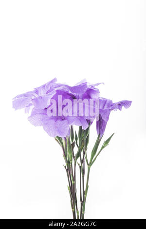 Viola ruellia tuberosa sbocciare fiori isolati su sfondo bianco Foto Stock