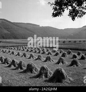 Erntezeit auf einem Feld beim Edersee in Hessen, Deutschland 1930er Jahre. Tempo di raccolta in un campo vicino al lago Edersee in Hesse, Germania 1930s. Foto Stock