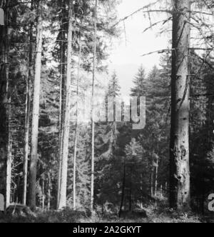 Ein Ausflug zum Schwarzsee bei Kitzbühel in Tirolo, Deutsches Reich 1930er Jahre. Una gita al lago Schwarzsee vicino a Kitzbühel in Tirolo, Germania 1930s. Foto Stock