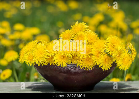 Mazzo di bellissimi fiori gialli di tarassaco (Taraxacum officinale) che impollinare miele delle api (Apis mellifera) è in piedi su un vecchio tavolo di legno in Foto Stock