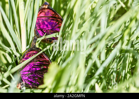 Occhiali da sole giacciono nel verde erba, nelle lenti di cui il cielo e le piante si riflettono in una calda giornata di primavera. Foto Stock