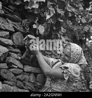 Eine junge Frau spielt in einem Weinberg mit einer Katze, Österreich 1930er Jahre. Una giovane donna che gioca con un gatto in un vigneto, Austria 1930s. Foto Stock