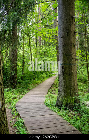 Il percorso ecologico realizzato in tavole di legno ai piedi della curvatura nella foresta. Foto Stock