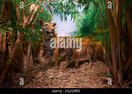 Un esempio di una tigre del Bengala con il suo cucciolo in un diorama di tassidermia presso il Museo di Storia Naturale Satwa nella città di Batu, Indonesia. Foto Stock