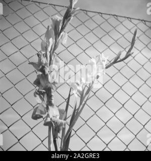 Eine Blume un einem Maschendrahtzaun, Deutschland 1930er Jahre. Un fiore su un filo di maglia recinzione, Germania 1930s. Foto Stock