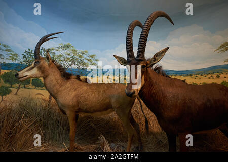 Un esempio di Sable Antelope in un diorama di tassidermia presso il Museo di Storia Naturale Satwa nella città di Batu, Indonesia. Foto Stock