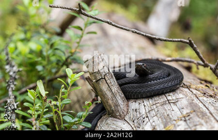 Bella black viper comune (Vipera berus) in un habitat naturale, avvolto a ricciolo in una sfera su un vecchio albero caduto nella foresta. Close-up. Foto Stock