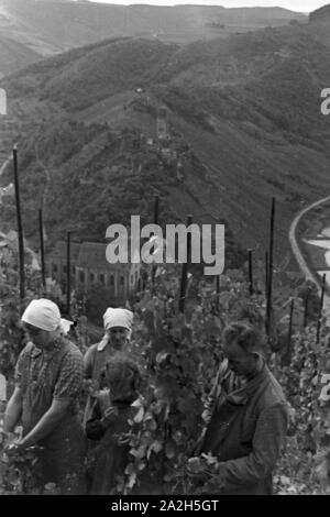 Winzer aus Beilstein bei der Arbeit im Weinberg, Deutschland 1930er Jahre. Viticoltore a lavorare nella vigna hnis vicino Beilstein, Germania 1930s. Foto Stock