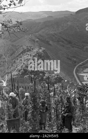 Winzer aus Beilstein bei der Arbeit im Weinberg, Deutschland 1930er Jahre. Viticoltore a lavorare nella vigna hnis vicino Beilstein, Germania 1930s. Foto Stock