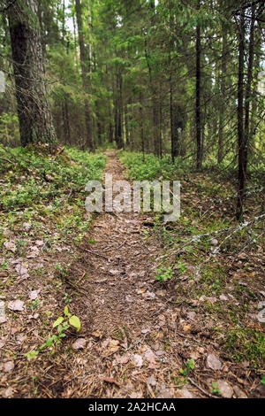 Ben calpestata sentiero passa attraverso un bosco di pini e bosco di abeti, giorno d'estate. Foto Stock