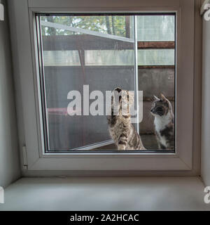 Due bei gatti Scottish Fold e tre colori sedersi fuori la finestra e chiedono di tornare a casa, divertente di toccare il vetro con la zampa. Foto Stock