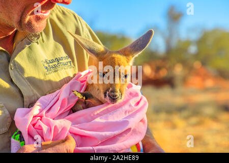 Alice Springs, Territorio del Nord, Australia - 29 AGO 2019: Chris fienili denominato Brolga fondatore del Santuario di canguro, tenendo il bambino orfano Foto Stock