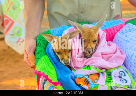 Alice Springs, Territorio del Nord, Australia - 29 AGO 2019: due orfani i canguri baby al tramonto guidate tour in Kangaroo Santuario. Brolga ha Foto Stock