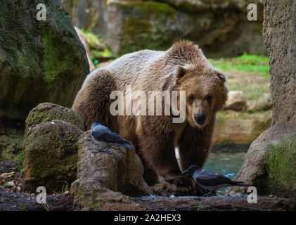 Roma (Italia) - Gli animali del Bioparco, una statale e pubblico parco zoologico nel cuore di Roma a Villa Borghese. Foto Stock