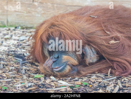 Roma (Italia) - Gli animali del Bioparco, una statale e pubblico parco zoologico nel cuore di Roma a Villa Borghese. Foto Stock