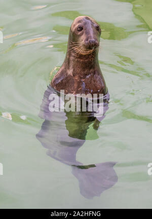 Roma (Italia) - Gli animali del Bioparco, una statale e pubblico parco zoologico nel cuore di Roma a Villa Borghese. Foto Stock