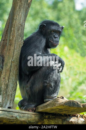 Roma (Italia) - Gli animali del Bioparco, una statale e pubblico parco zoologico nel cuore di Roma a Villa Borghese. Foto Stock