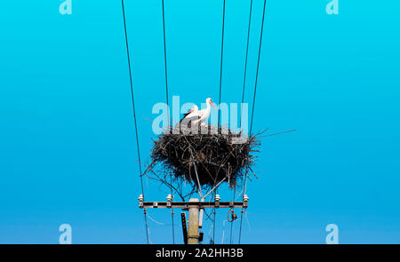 Due comunità cicogne bianche nel nido sulla sommità del pilastro elettrico sul cielo blu sullo sfondo Foto Stock