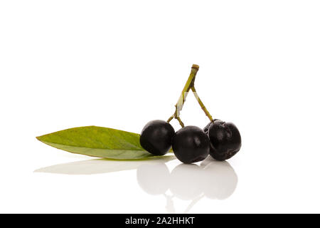 Chokeberry freschi frutti con foglie isolati su sfondo bianco. Foto Stock