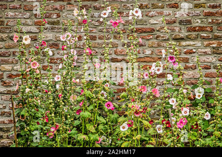 Hollyhocks compresi in una gamma di colore dal bianco al rosa crescente nei confronti di un vecchio muro di mattoni in estate Foto Stock