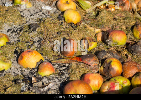 Marciume manna mele da un frutteto che sono state poste su un mucchio di composto. Lancashire England Regno Unito GB Foto Stock