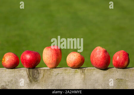 Manna mele che sono stati raccolti da un frutteto privato in settembre e collocato su una staccionata di legno. Lancashire England Regno Unito GB Foto Stock