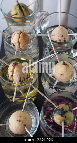 Crescono gli avocadi a casa. Seme di Avocado in vetro con l'acqua. Avocado la germinazione di semi e germinazione in vetro di acqua. Foto Stock