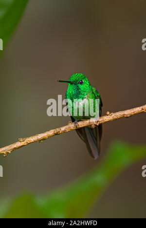 Rufous-sfiatato Whitetip - Urosticte ruficrissa, bel verde brillante hummingbird dalle pendici andine del Sud America, Wild Sumaco, Ecuador. Foto Stock