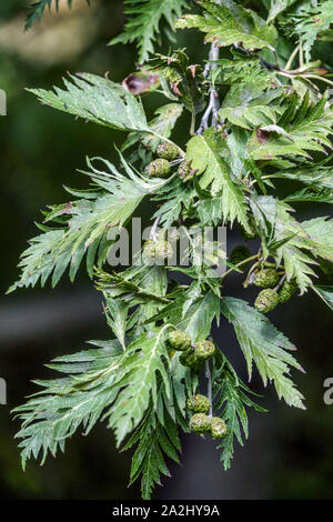 Ontano grigio Alnus incana 'Laciniata', coni ramoscello Foto Stock