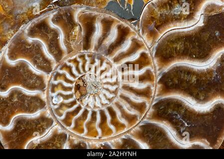 Antica ammoniti, a cui si fa riferimento anche come ammonoidea o ammonoids, sono una forma estinta di mollusco marino strettamente correlati ai moderni celoids, come i calamari Foto Stock