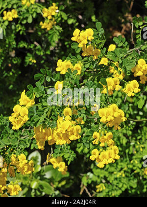 Scorpion senna impianto in piena fioritura, dettaglio di foglie e fiori Foto Stock