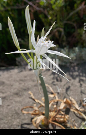 Piante e fiori di Pancratium maritimum, famili amryllidaceae, nome comune sea daffodil Foto Stock