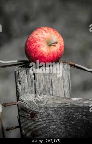 Una manna di Apple che è stato raccolto da un frutteto privato nel settembre collocato su un vecchio fencepost. Dissaturato fotografia con colore selettivo. Foto Stock