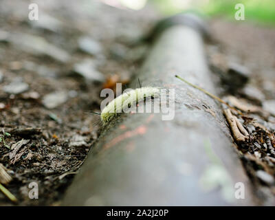 Caterpillar sull' attraversamento di un vecchio tubo arrugginito sul terreno. Alcune foglie secche intorno a. Foto Stock