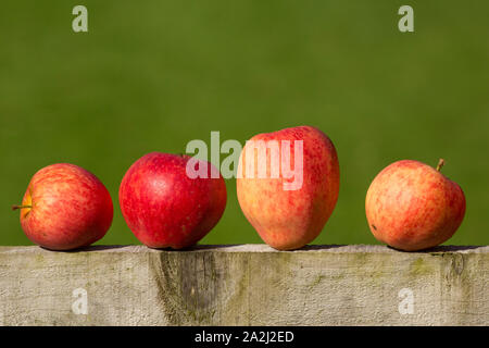 Manna mele che sono stati raccolti da un frutteto privato in settembre e collocato su una staccionata di legno. Lancashire England Regno Unito GB Foto Stock