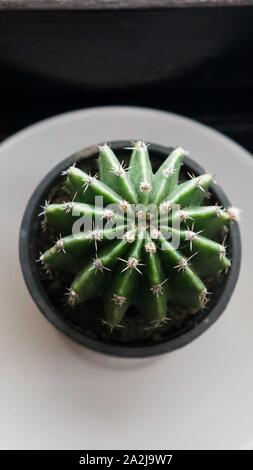 Cactus in vaso - vista da sopra Foto Stock