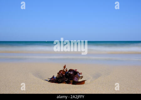 Le alghe sulla spiaggia di Carbis Bay in Cornovaglia Foto Stock