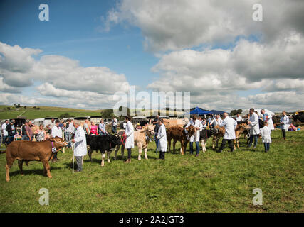 Gente mostrando pregiati bovini a Derbyshire County fiera agricola. Foto Stock