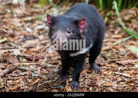 Close up di un diavolo della Tasmania Foto Stock