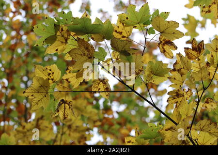 Autunno presto disponibile Foto Stock