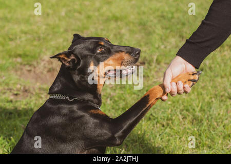 Il cane di razza Dobermann e mano umana durante l'handshake. Amicizia tra uomo e cane - agitando la mano e paw Foto Stock