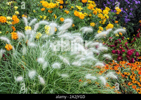 Pennisetum villosum piuma fontana piante d'erba Cenchrus longisetus Pennisetum villosum erba ornamentale in giardino bordo del letto di fiori Foto Stock