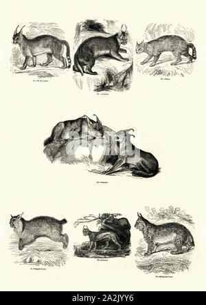 Vintage incisione di Caracals, linci e gatti selvatici. Museo pittorico di natura animata Foto Stock